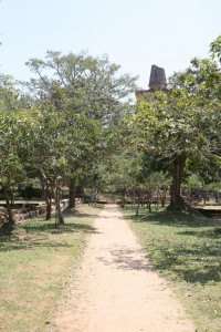 Anuradhapura Sri Lanka (175)