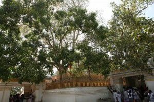 Anuradhapura Sri Lanka (61)