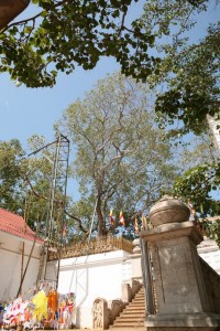 Anuradhapura Sri Lanka (91)