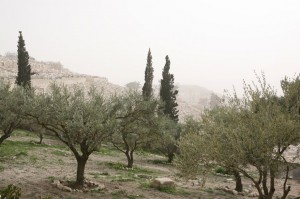 Góra Oliwna Jerozolima (34)