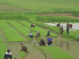 Korea Północna (30)