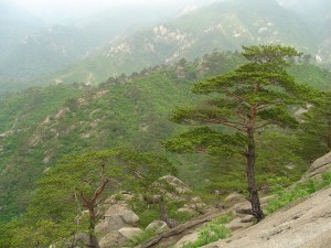 Korea Północna (37)