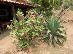 Luang Prabang - Laos (124)