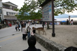 Miyajima (36)