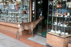 Miyajima (40)