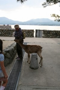 Miyajima (47)