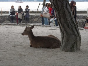 Miyajima Hiroszima (224)