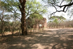 Pagan - Bagan - Birma (68)