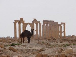 Palmira - Syria - Palmyra (77)