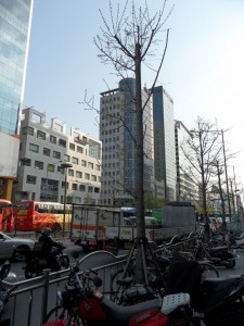Seul 1 (10)