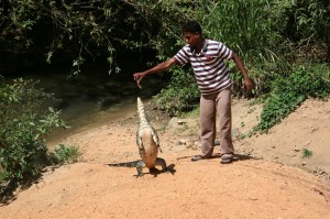 Sigirija - Sri Lanka (107)