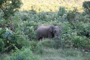 Sri Lanka - Polonnaruwa (115)