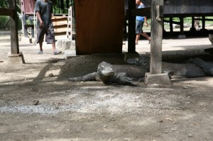 TrekkingpoKomodo (10)