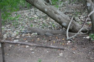 TrekkingpoKomodo (15)