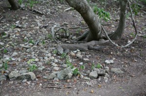 TrekkingpoKomodo (16)