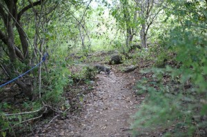 TrekkingpoKomodo (17)