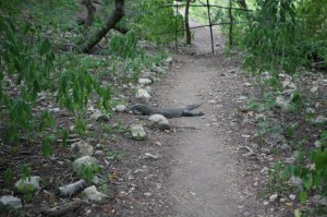 TrekkingpoKomodo (22)