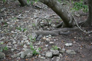 TrekkingpoKomodo (23)