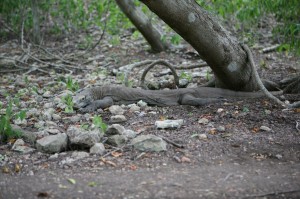 TrekkingpoKomodo (24)