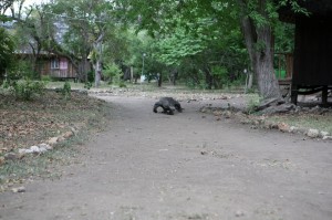 TrekkingpoKomodo (28)