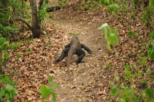 TrekkingpoKomodo (3)