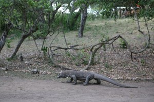 TrekkingpoKomodo (30)