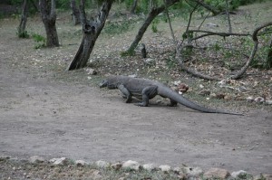 TrekkingpoKomodo (31)