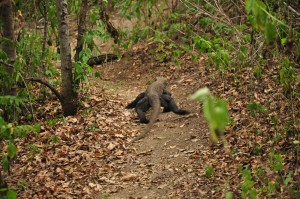 TrekkingpoKomodo (4)