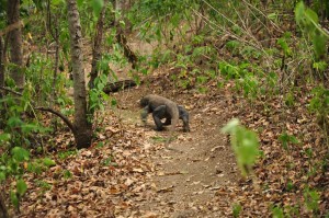 TrekkingpoKomodo (5)