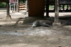 TrekkingpoKomodo (9)